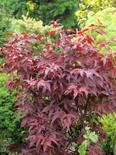 Acer palmatum 'Peve Ollie' 